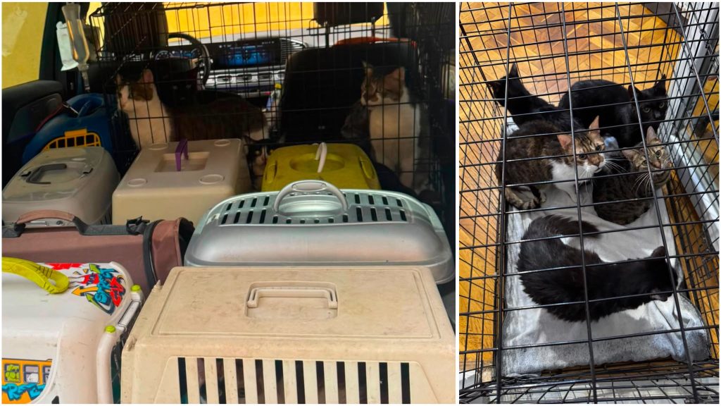 Polițiștii de la Protecția Animalelor din Timișoara au salvat 18 pisici lăsate fără hrană și apă într-un apartament cu două camere.