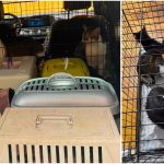 Polițiștii de la Protecția Animalelor din Timișoara au salvat 18 pisici lăsate fără hrană și apă într-un apartament cu două camere.