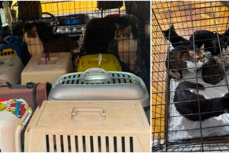 Polițiștii de la Protecția Animalelor din Timișoara au salvat 18 pisici lăsate fără hrană și apă într-un apartament cu două camere.