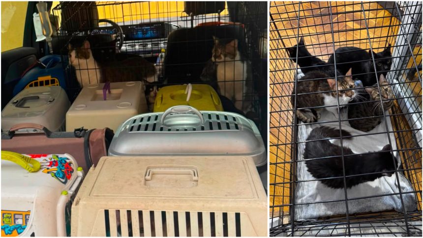 Polițiștii de la Protecția Animalelor din Timișoara au salvat 18 pisici lăsate fără hrană și apă într-un apartament cu două camere.