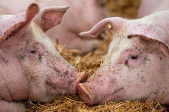Gospodărie din județul Timiș unde restricțiile sanitare veterinare pentru pesta porcină africană au fost ridicate de către DSVSA.