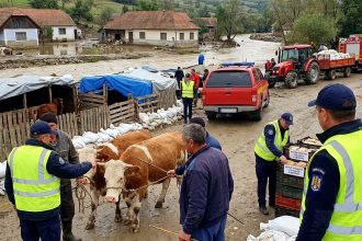 Ghidul ANSVSA privind protecția animalelor și regulile stricte de siguranță alimentară pentru prevenirea bolilor.