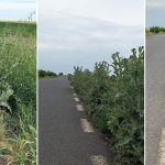 Vegetație înaltă și ambrozie scpate de sub control pe marginea drumului județean DJ 693 din județul Timiș.
