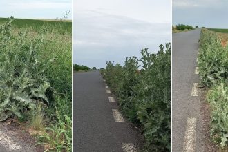 Vegetație înaltă și ambrozie scpate de sub control pe marginea drumului județean DJ 693 din județul Timiș.