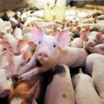 Fermă de porci din Bulgăruș, județul Timiș, unde a fost confirmat un focar de pestă porcină africană și au fost impuse restricții.