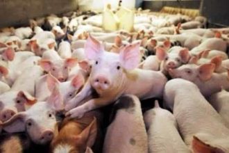Fermă de porci din Bulgăruș, județul Timiș, unde a fost confirmat un focar de pestă porcină africană și au fost impuse restricții.