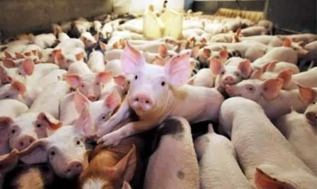 Fermă de porci din Bulgăruș, județul Timiș, unde a fost confirmat un focar de pestă porcină africană și au fost impuse restricții.