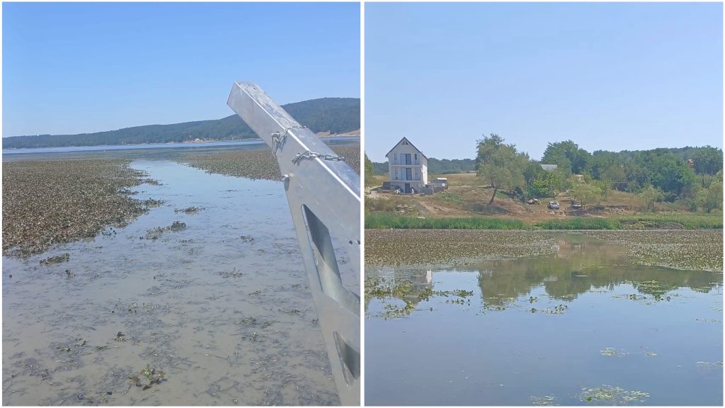 Invazie de „ciulini de baltă” pe Lacul Surduc