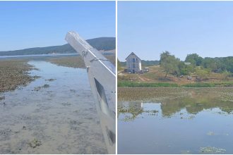 Invazie de „ciulini de baltă” pe Lacul Surduc