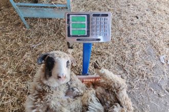 Un focar de pestă a micilor rumegătoare a fost depistat la Giulvăz, iar mii de oi urmează să fie sacrificate.