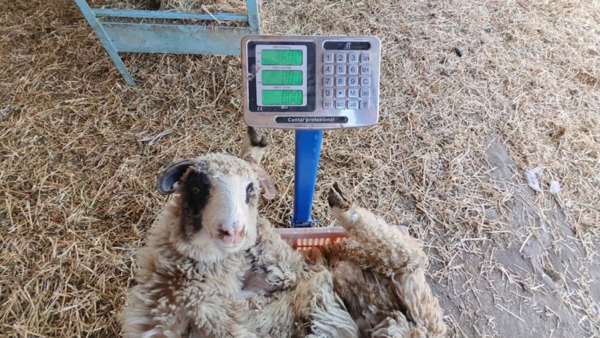 Un focar de pestă a micilor rumegătoare a fost depistat la Giulvăz, iar mii de oi urmează să fie sacrificate.