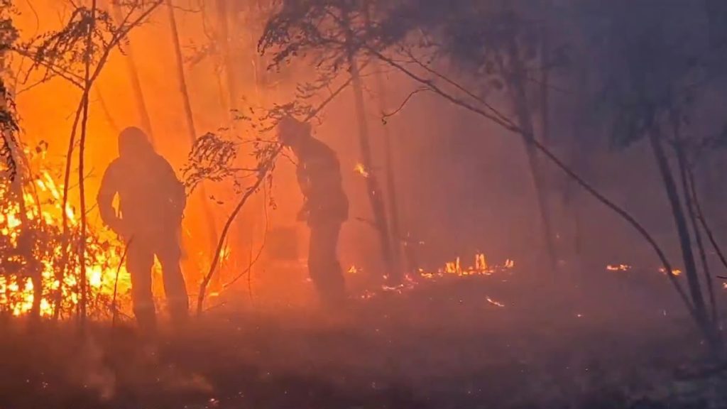 Peste 230 de hectare de teren au fost mistuite de incendii de vegetație în județul Timiș.