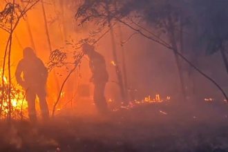 Peste 230 de hectare de teren au fost mistuite de incendii de vegetație în județul Timiș.
