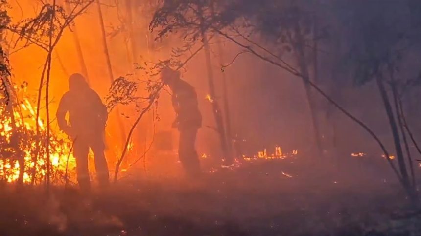 Peste 230 de hectare de teren au fost mistuite de incendii de vegetație în județul Timiș.