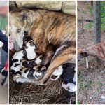 Posibilă „fabrică de câini” la Timișoara