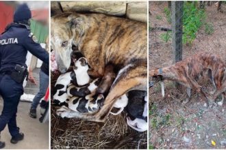 Nereguli la „fabrica de câini” din Uliuc: Polițiștii de la Protecția Animalelor au găsit 15 câini nemicrocipați și nesterilizați