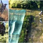Flagrant pe malul Mureșului: DIICOT a descoperit peste 100 de plante de canabis ascunse printre legume