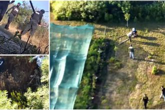 Flagrant pe malul Mureșului: DIICOT a descoperit peste 100 de plante de canabis ascunse printre legume