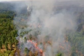 Incendii de vegetație în Timiș care au afectat peste 280 de hectare