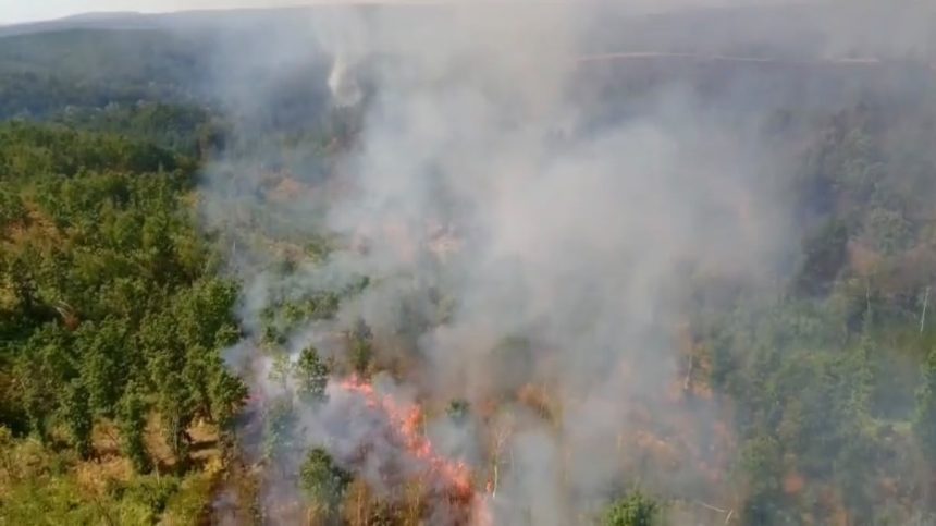Incendii de vegetație în Timiș care au afectat peste 280 de hectare