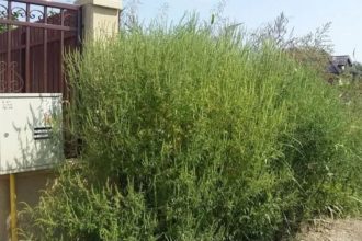 Alergia la ambrozie poate afecta și copiii mici, avertizează medicii din Timișoara