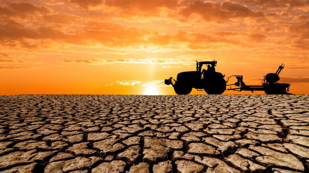 Criză în agricultura din vestul țării: Seceta extremă compromite culturile, iar fermierii solicită despăgubiri urgente de la Guvern
