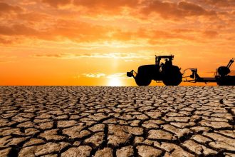 Criză în agricultura din vestul țării: Seceta extremă compromite culturile, iar fermierii solicită despăgubiri urgente de la Guvern
