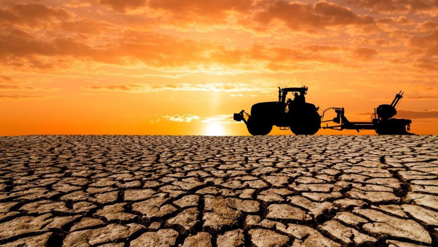 Criză în agricultura din vestul țării: Seceta extremă compromite culturile, iar fermierii solicită despăgubiri urgente de la Guvern