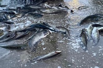 Captură la Moldova Nouă: 300 kg de somn fără acte de origine