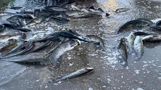 Captură la Moldova Nouă: 300 kg de somn fără acte de origine