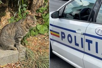 Amendă de 6.000 de lei pentru un minor care a chinuit o pisică