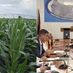 Fermierul Alexander Degianski si situatia culturilor agricole afectate de seceta extrema in judetul Timis