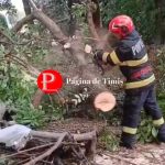 Copac căzut pe Calea Circumvalațiunii din Timișoara, foarte aproape de mai multe mașini parcate.
