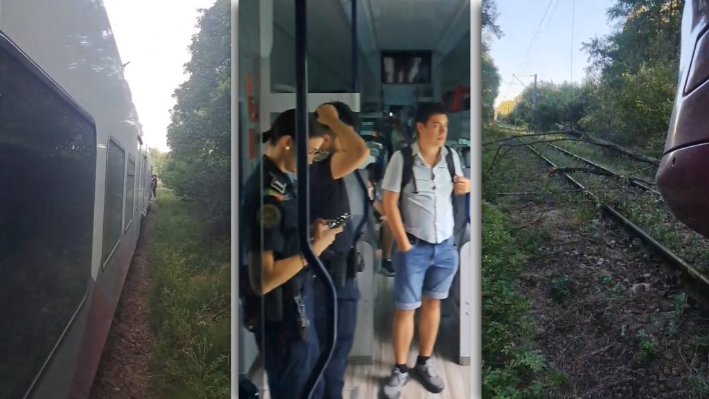 Tren blocat în mijlocul pădurii, în Caraș-Severin, după ce crengi au căzut peste calea ferată