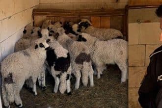 Tánczos Barna anunță ajutoare de 50.000 de euro pentru fermierii cu oi și capre