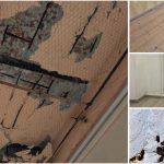 Condiții critice în clădirile Liceului „Nikolaus Lenau” din Timișoara: Șoareci, igrasie și pericole de prăbușire reclamate de părinți