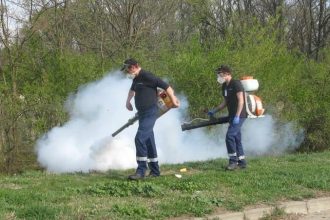 Campanie de dezinsecție în Timișoara: Stropiri de noapte împotriva țânțarilor