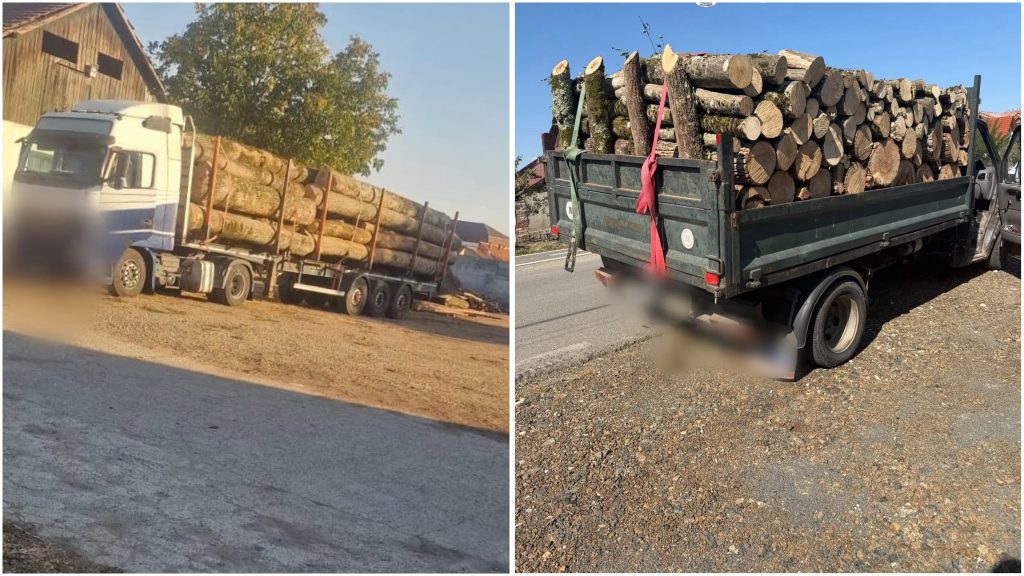Transporturi de lemn luate la bani mărunți în Timiș: Nereguli, amenzi și lemn confiscat lângă Lugoj