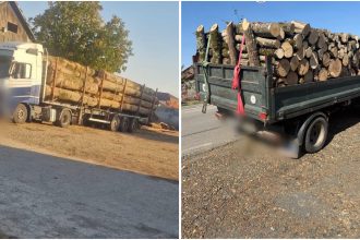 Transporturi de lemn luate la bani mărunți în Timiș: Nereguli, amenzi și lemn confiscat lângă Lugoj