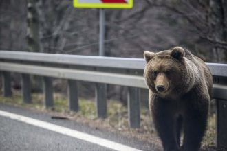 Foto: Inquam Photos / Alex Nicodim. Trei urși au atacat un bărbat în Hunedoara
