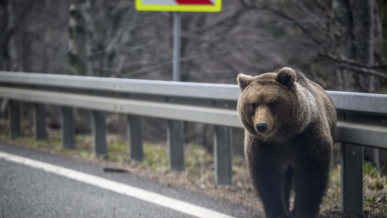 Foto: Inquam Photos / Alex Nicodim. Trei urși au atacat un bărbat în Hunedoara