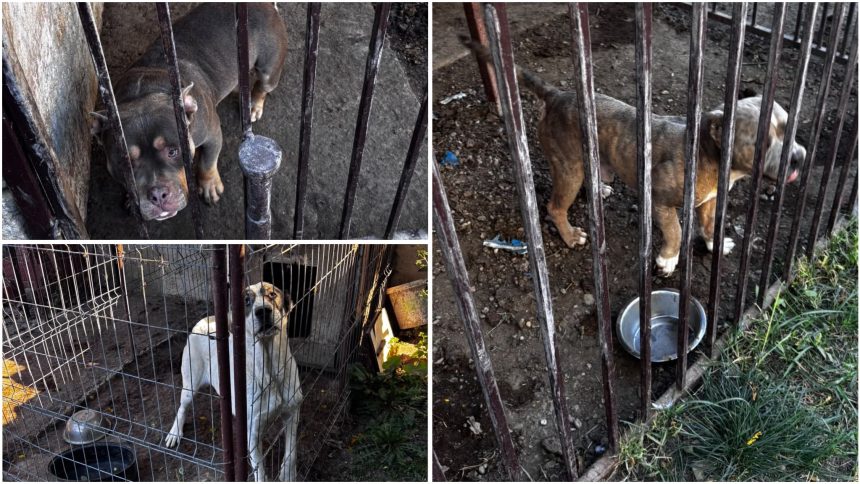 Amendă și dosar penal pentru un proprietar de câini din județul Timiș