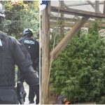 Cultură de canabis și ciuperci halucinogene, descoperite de DIICOT în Timiș