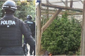 Cultură de canabis și ciuperci halucinogene, descoperite de DIICOT în Timiș