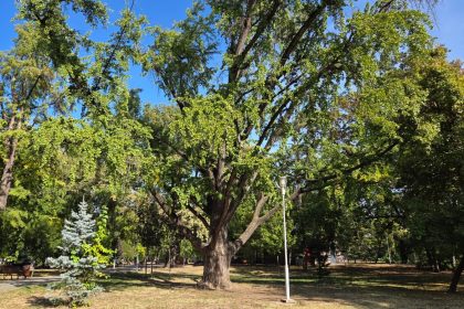 Arbori remarcabili în Timișoara: Ginkgo din Japonia și stejari seculari