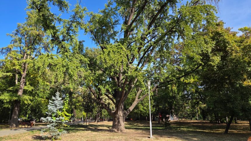 Arbori remarcabili în Timișoara: Ginkgo din Japonia și stejari seculari