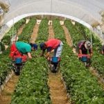 APIA începe plata avansurilor pentru subvențiile fermierilor din Timiș