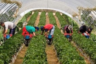 APIA începe plata avansurilor pentru subvențiile fermierilor din Timiș