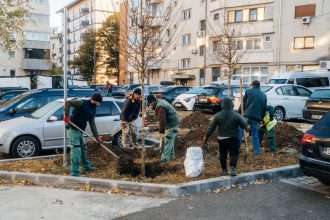 Opt copaci din Iosefin vor fi afectați de amenajarea accesului spre un magazin