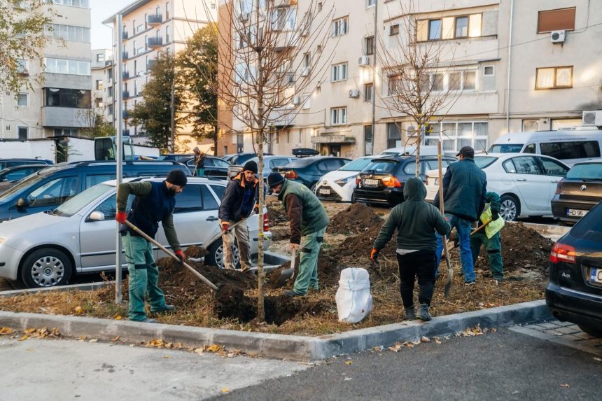 Opt copaci din Iosefin vor fi afectați de amenajarea accesului spre un magazin